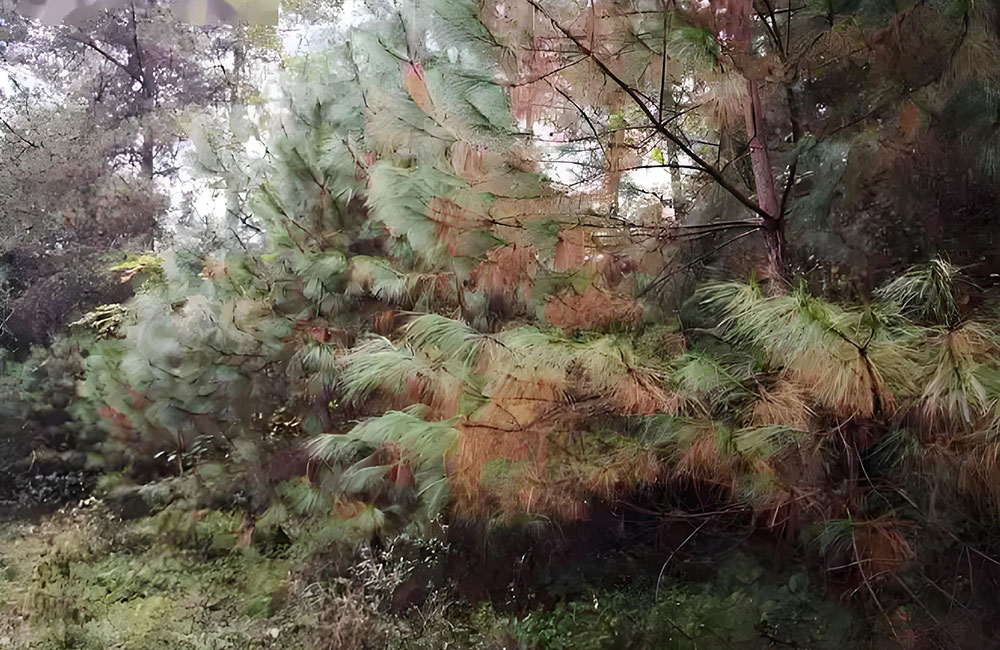 2025年度松材线虫病免疫制剂采购项目